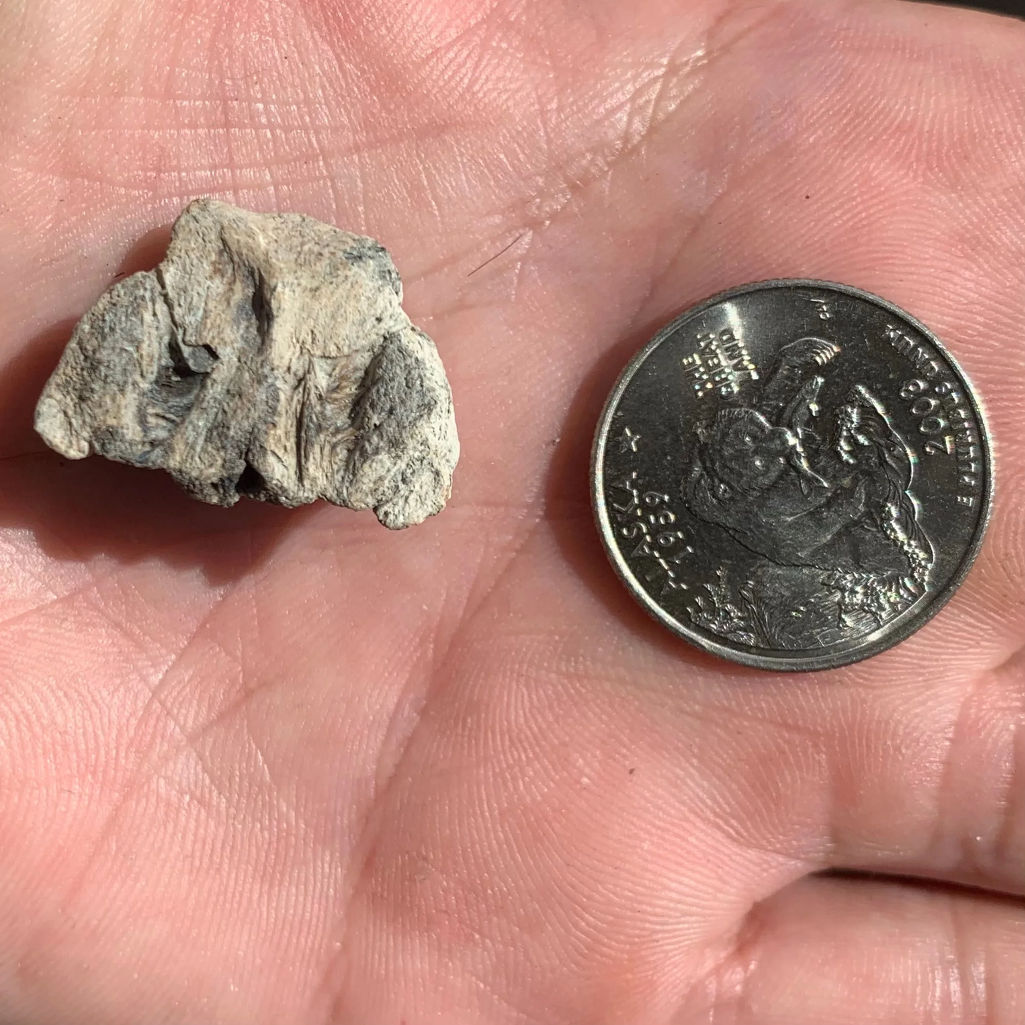 Bonita nose, Sarda Sp. - Lee Creek