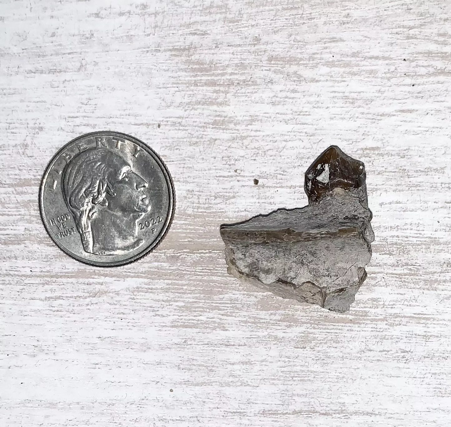 Fossil Oreodont Lower Jaw Section With Tooth