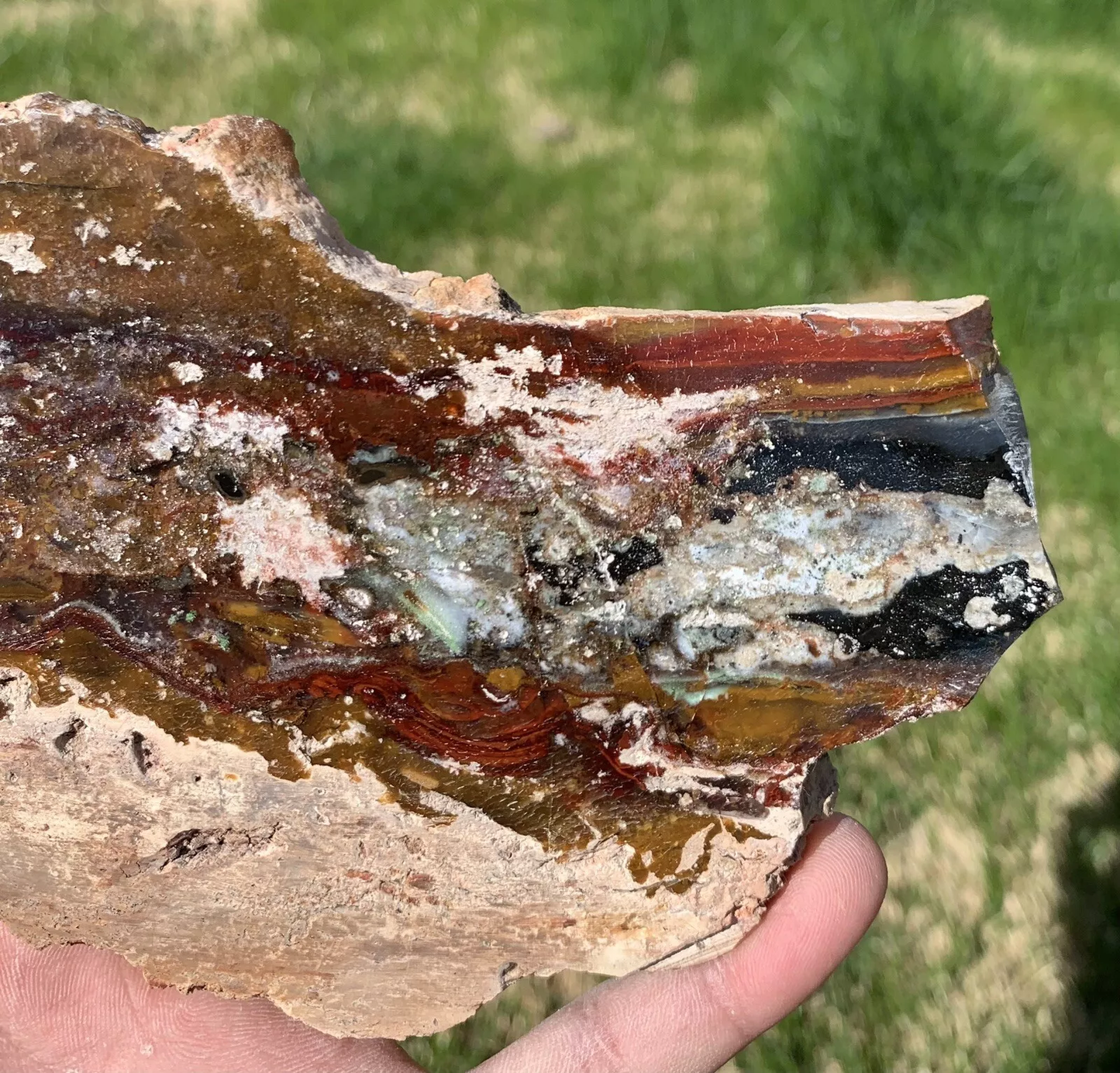 Polished Opalized Petrified Fossil Wood from Indonesia, Slab, Slice