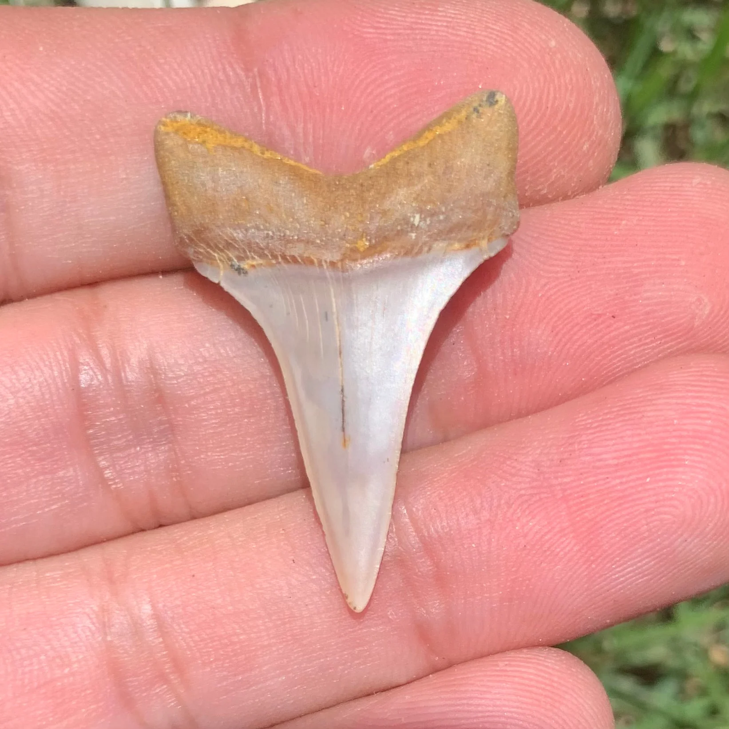 1.33” Carcharodon hastalis - Bakersfield