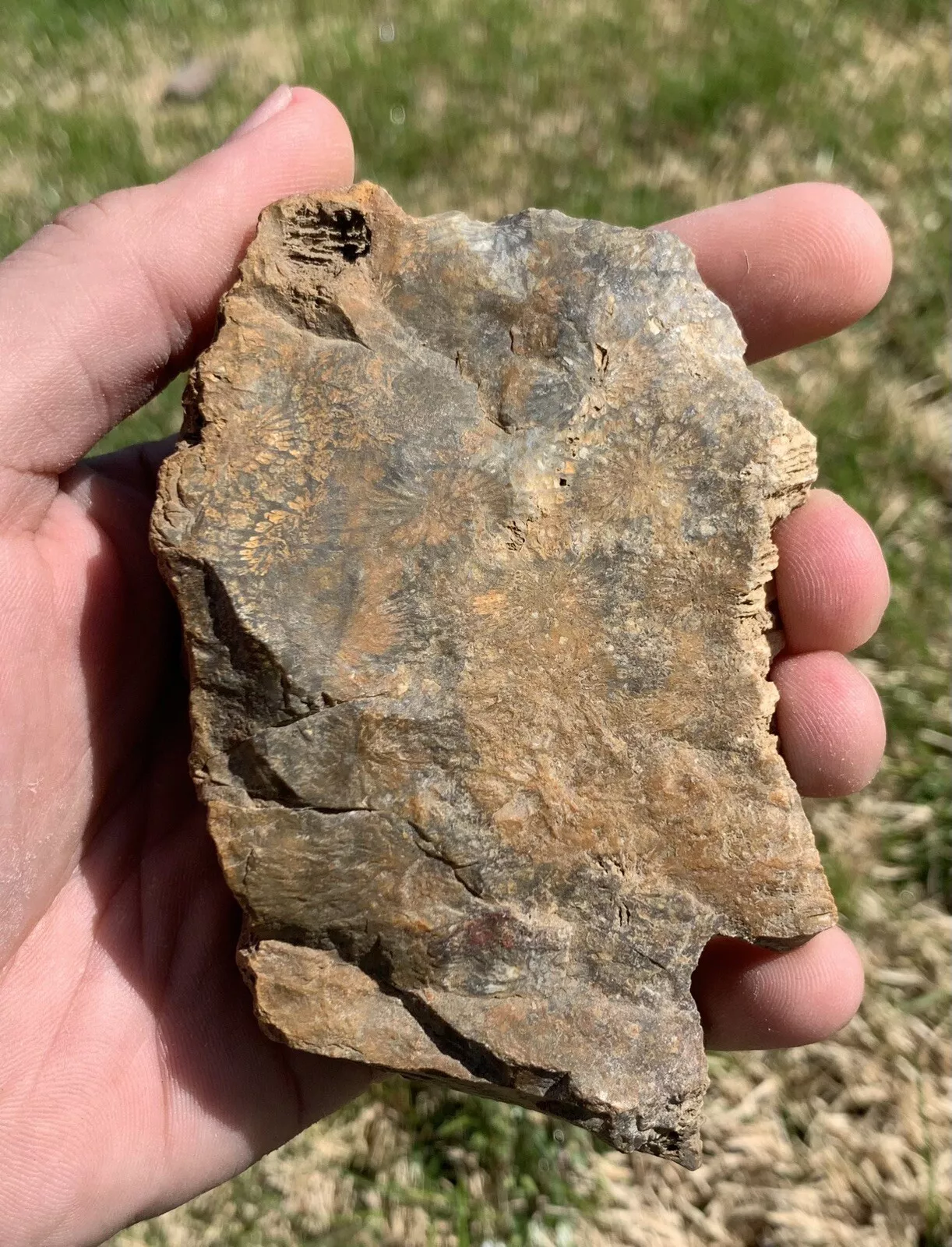 Polished Black Fossil Coral from Indonesia, Slab, Slice