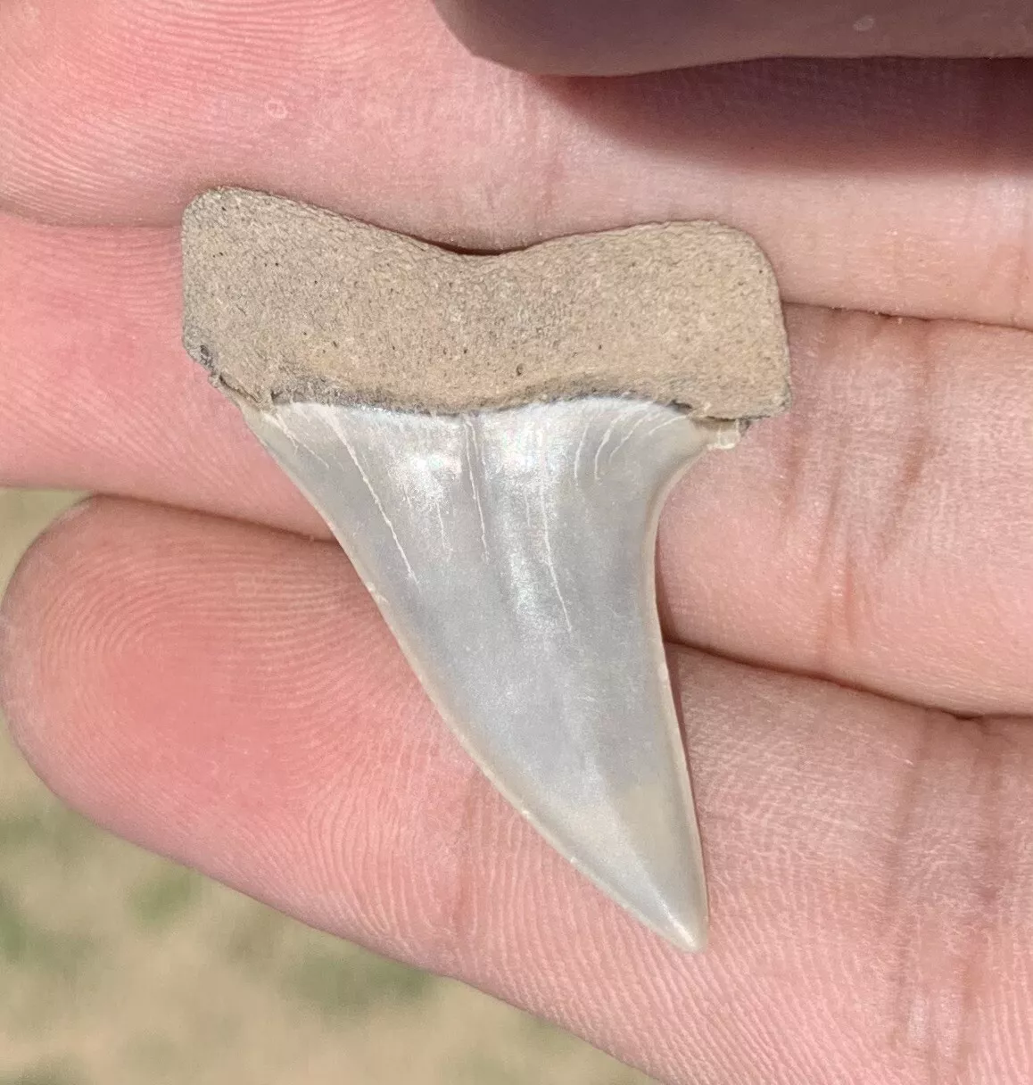 1.5 Carcharodon hastalis - Virginia