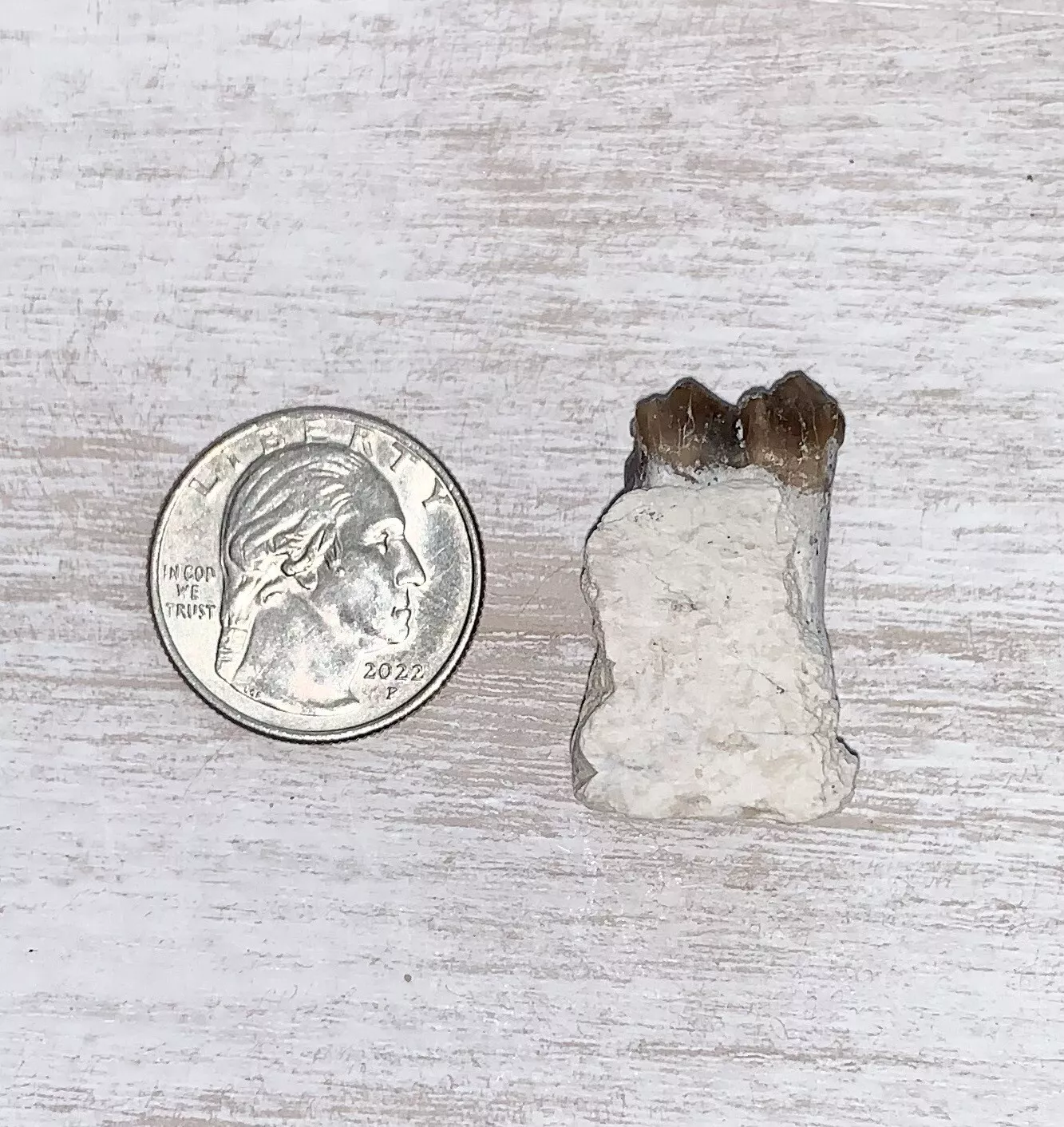 Fossil Oreodont Lower Jaw Section With Tooth