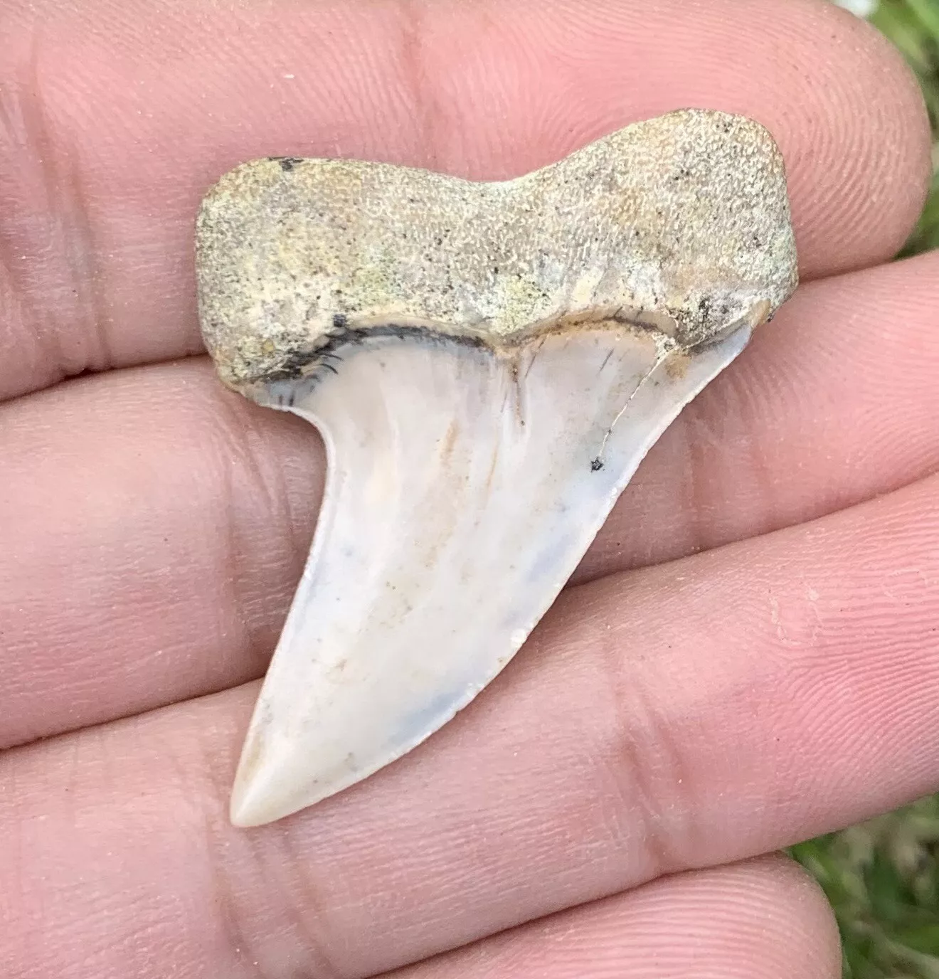 1.63" Carcharodon Planus - Bakersfield California