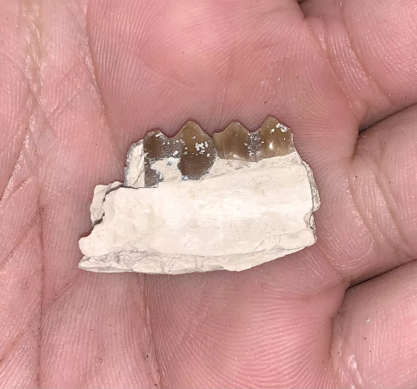 Camel Jaw Section With Teeth, Poebrotherium