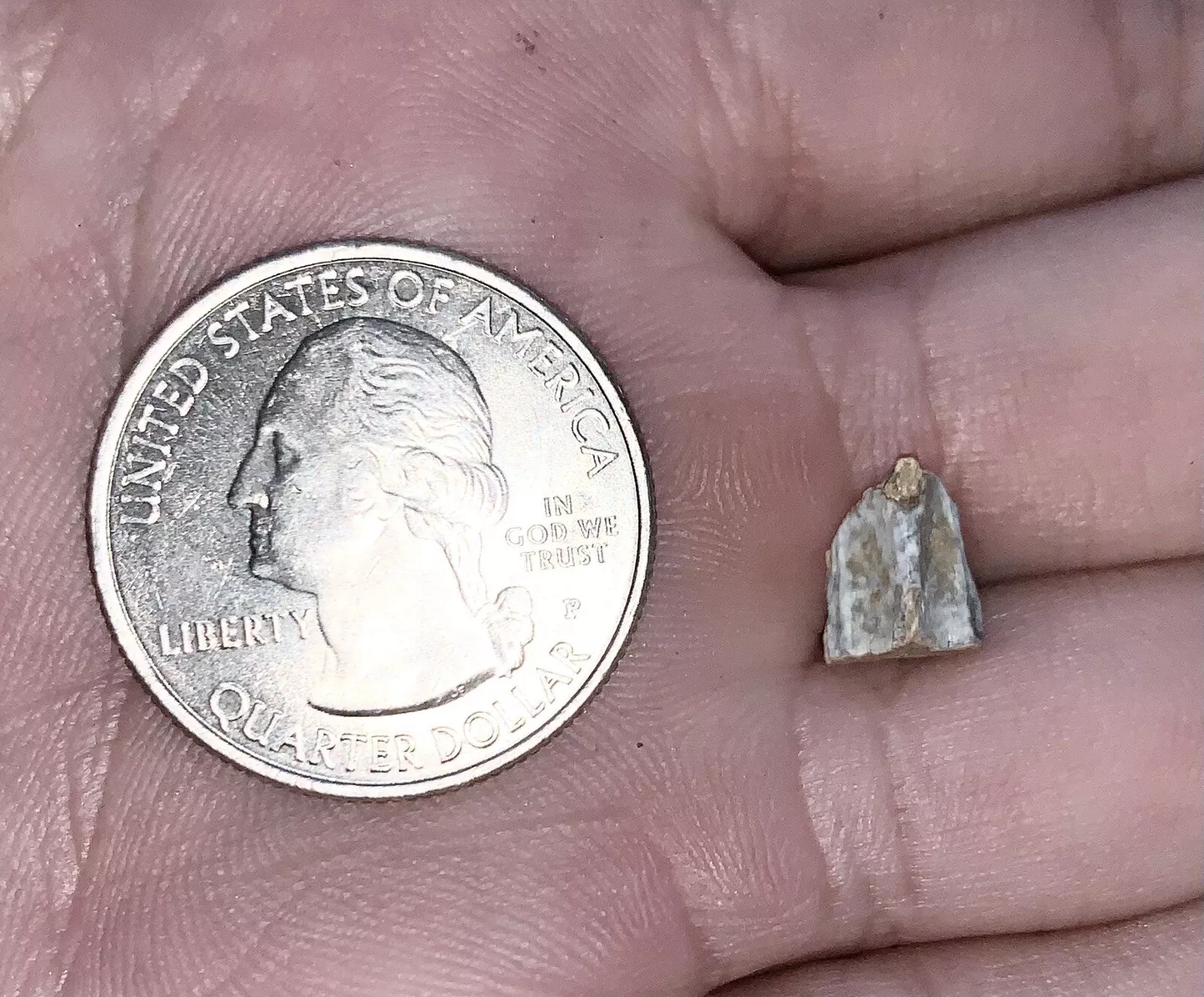 Edmontosaurus Dinosaur Tooth, Hell Creek Formation SD, Hadrosaur, Duck-billed