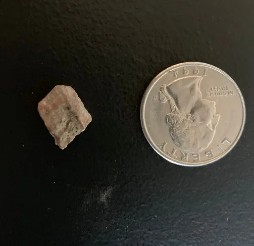 Triceratops Tooth From The Hell Creek Formation Of South Dakota