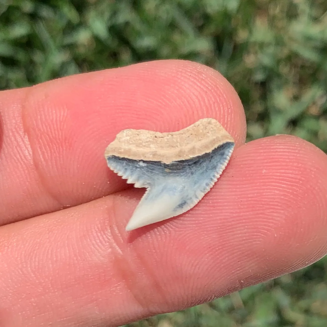 Galeocerdo aduncus tiger shark tooth - Virginia