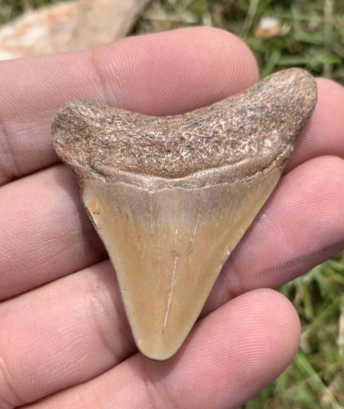 2” Otodus Megalodon - Virginia