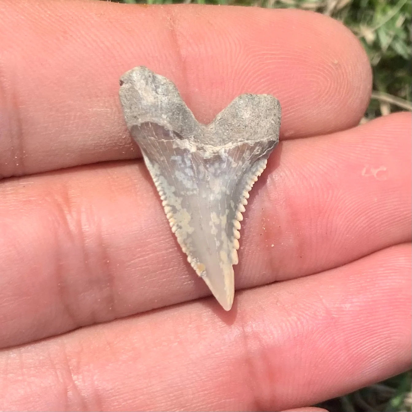 1.12” Hemipristis serra Shark Tooth - Virginia