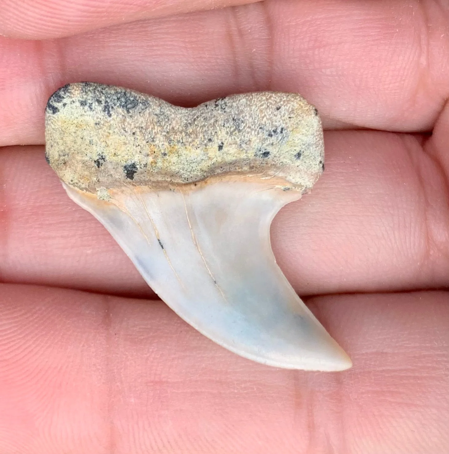 1.5" Carcharodon planus - Bakersfield