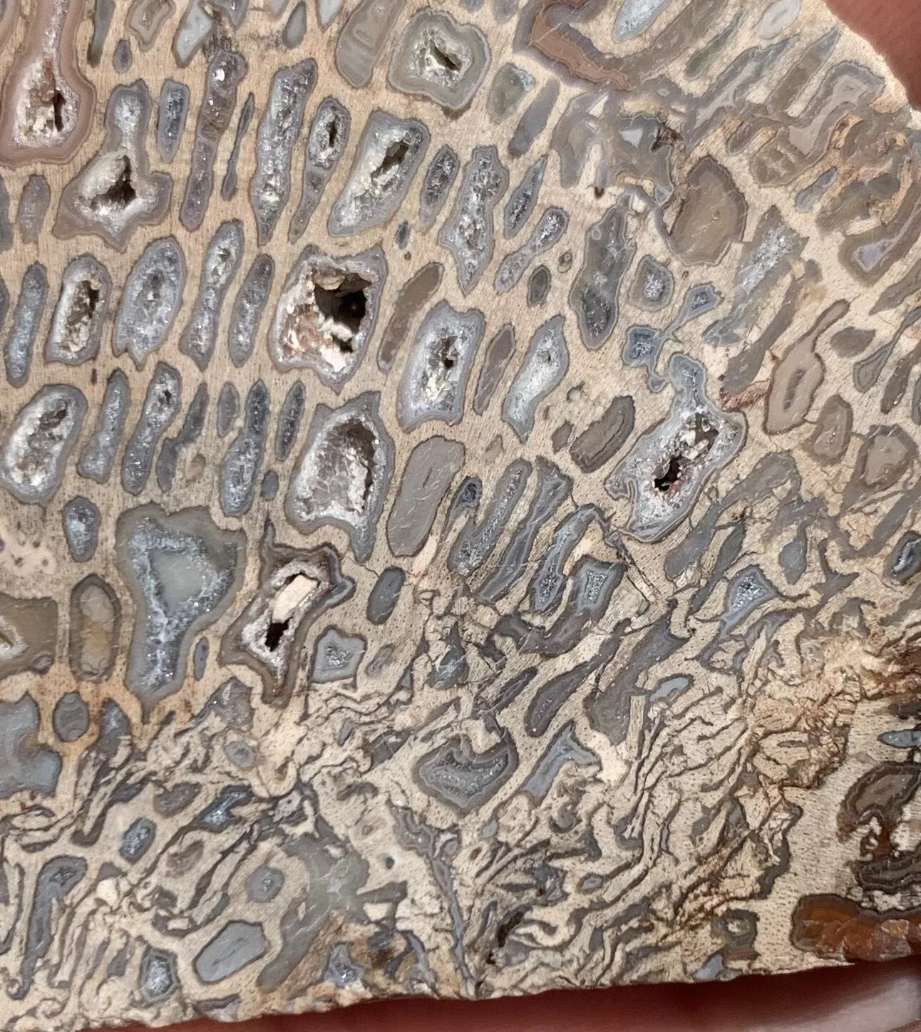 Polished Petrified Fossil Hard Wood with Druzy Pockets Indonesia, Slab, Slice