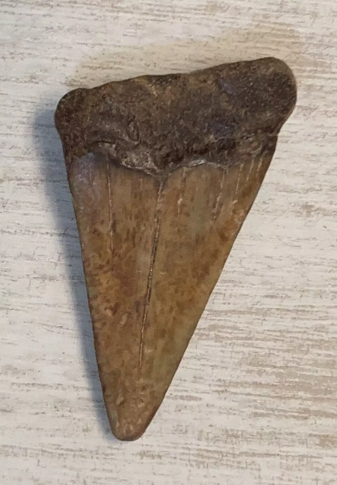 2" Carcharodon hastalis - Virginia