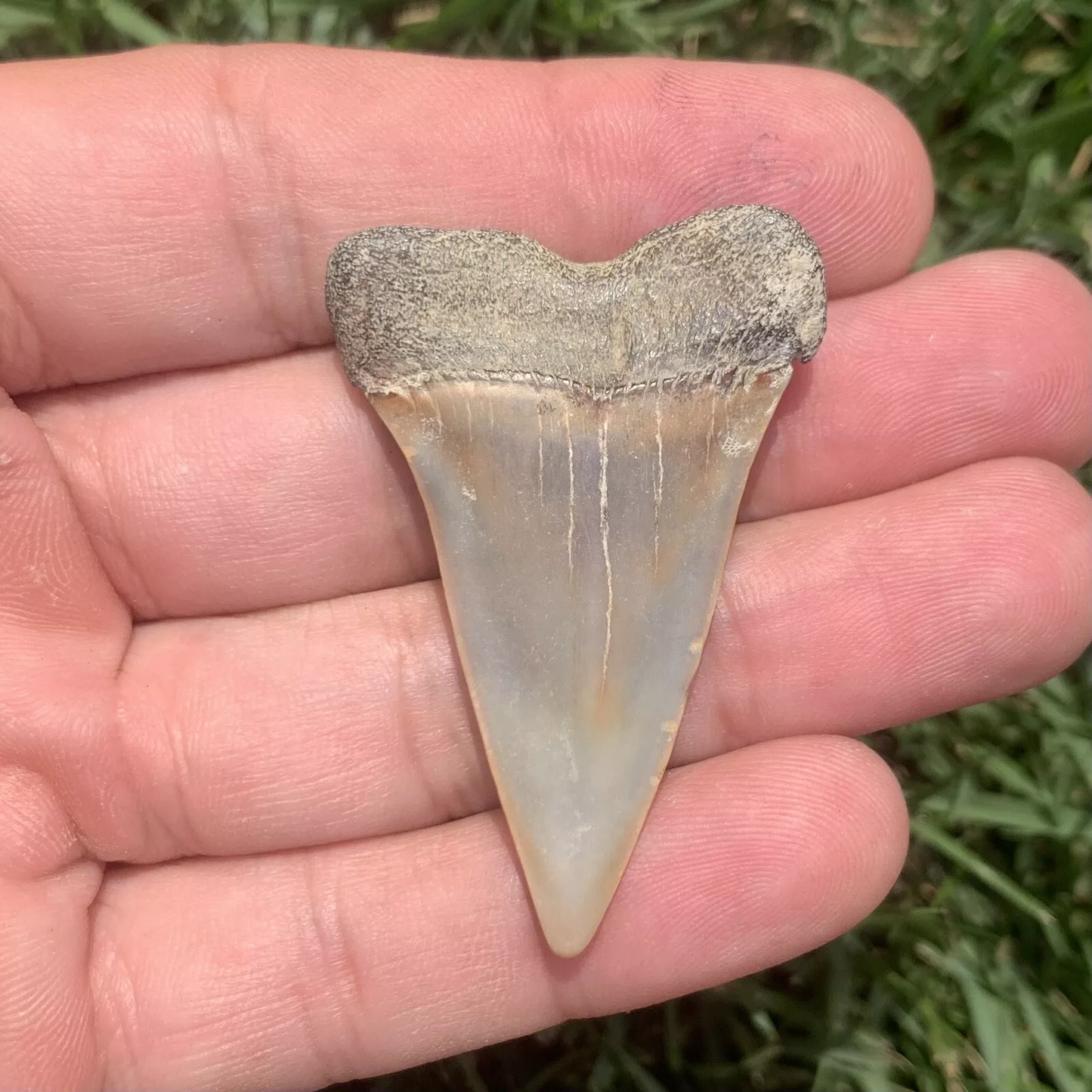 1.94” Carcharodon hastalis - Virginia