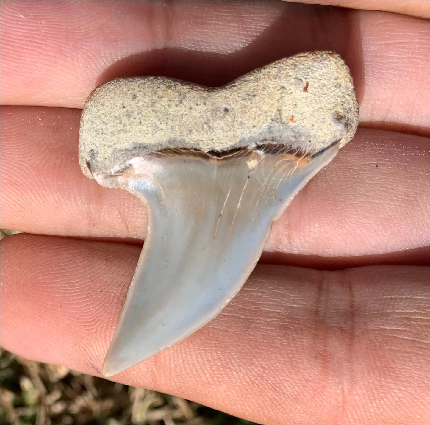 1.7" Carcharodon planus - Bakersfield