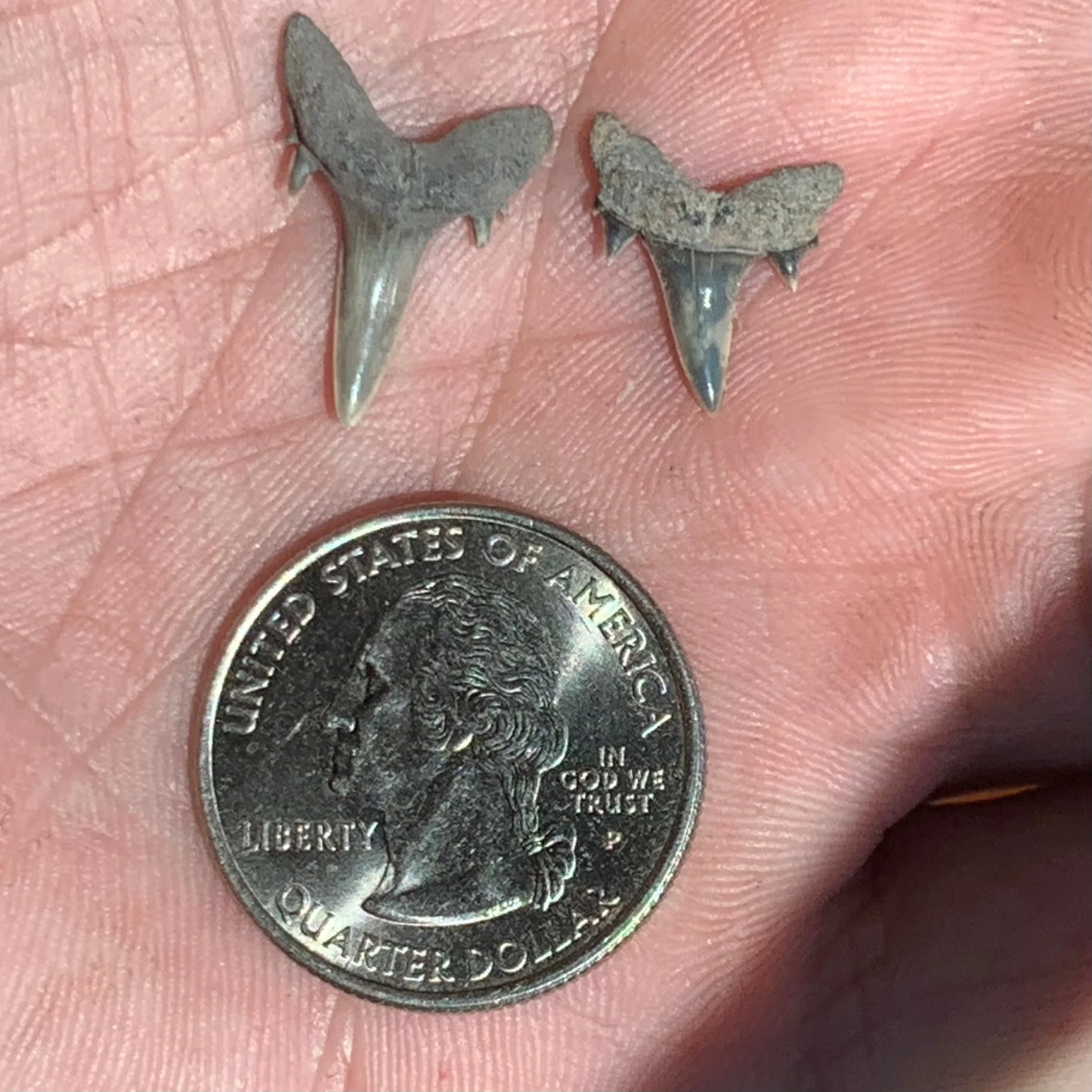 Brachycarcharias lerichei - Muddy Creek