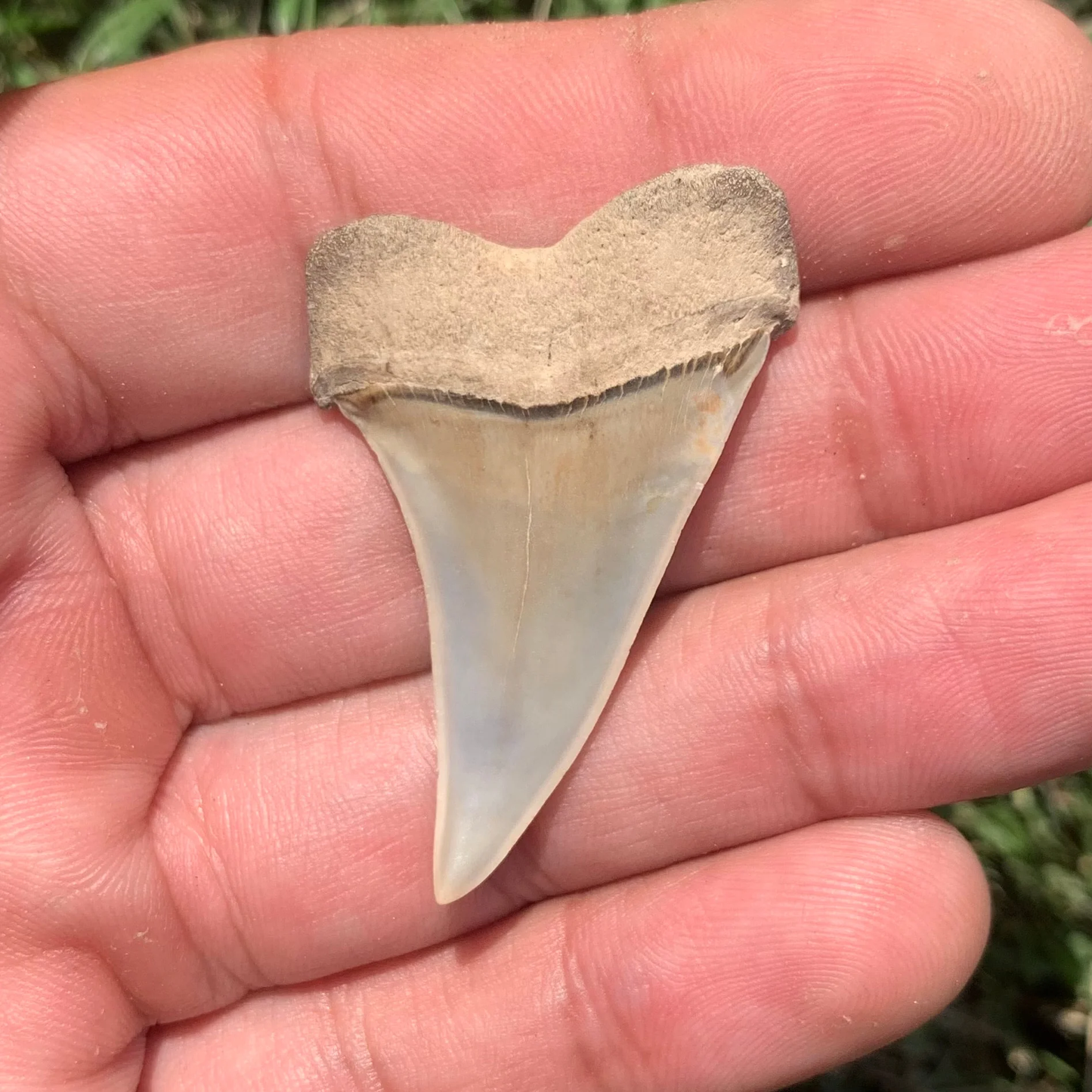 1.75” Carcharodon hastalis - Virginia
