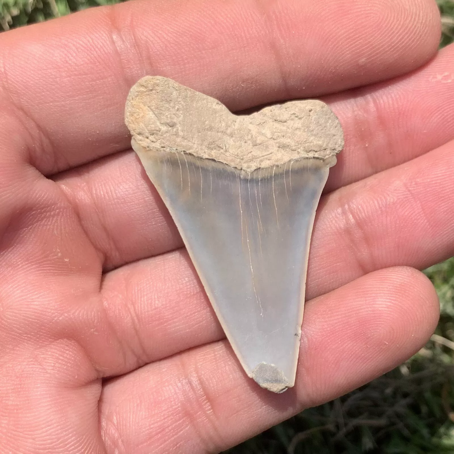 1.94" Carcharodon hastalis - Virginia