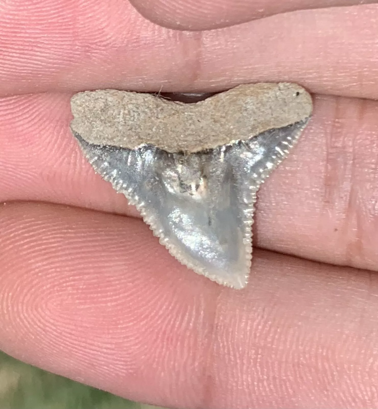 Carcharhinus leucas - Lee Creek Mine