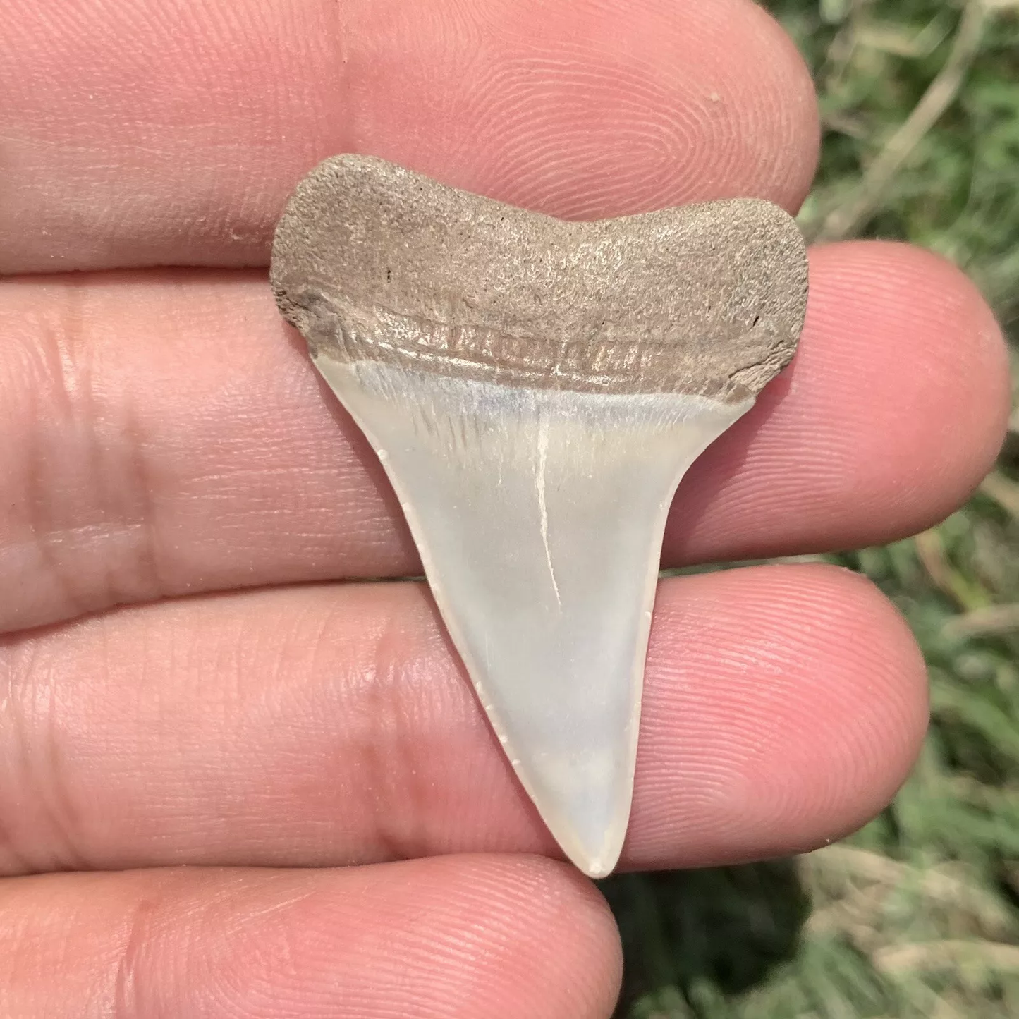 1.46” Carcharodon hastalis - Virginia