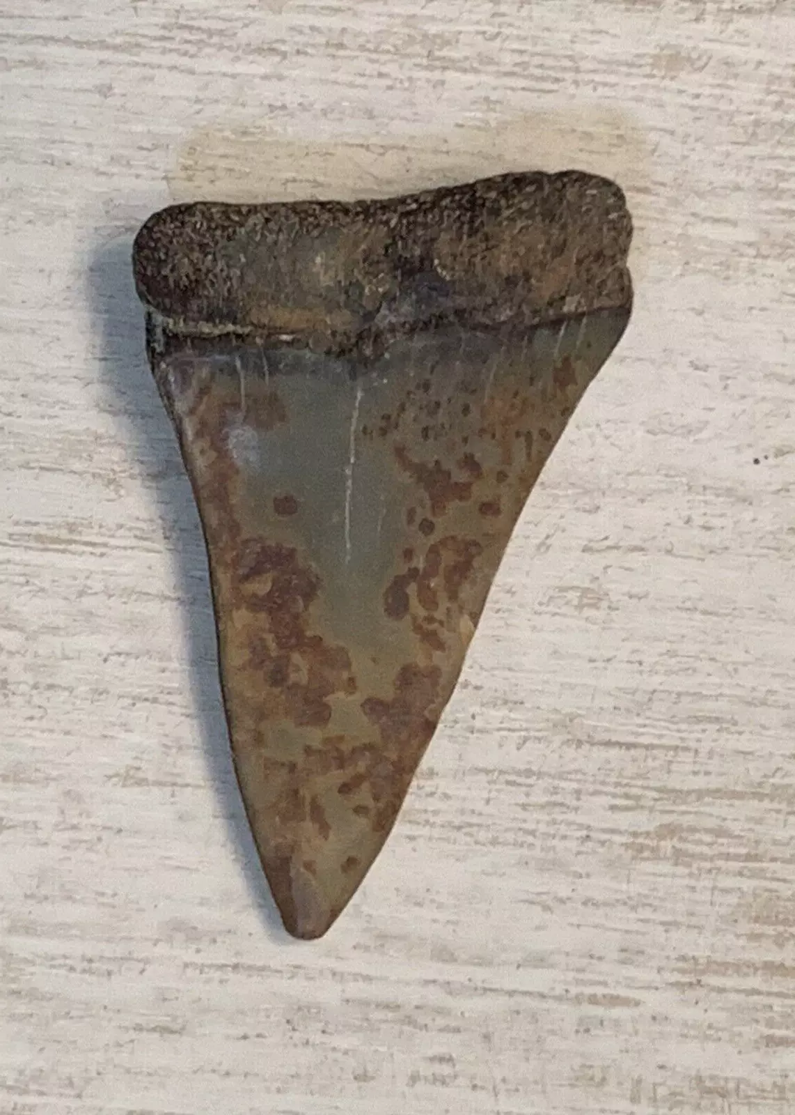 1.7" Carcharodon hastalis - Virginia