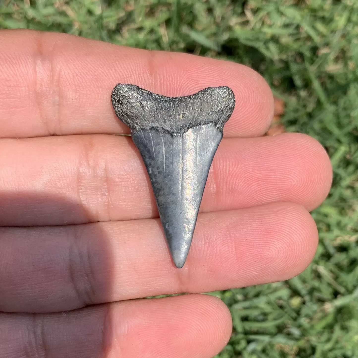 1.46" Carcharodon hastalis - Virginia
