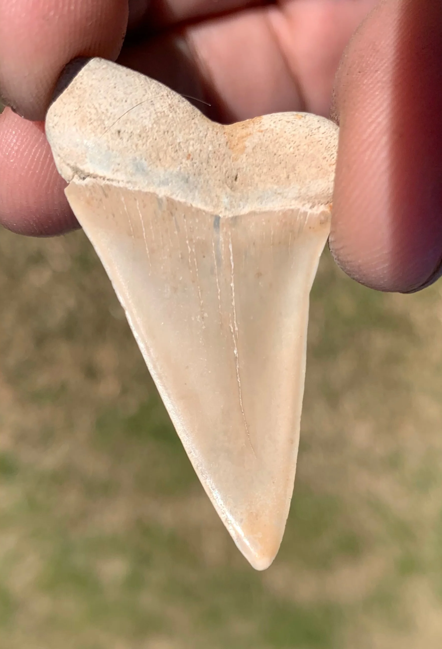 1.88” Carcharodon hastalis - Virginia
