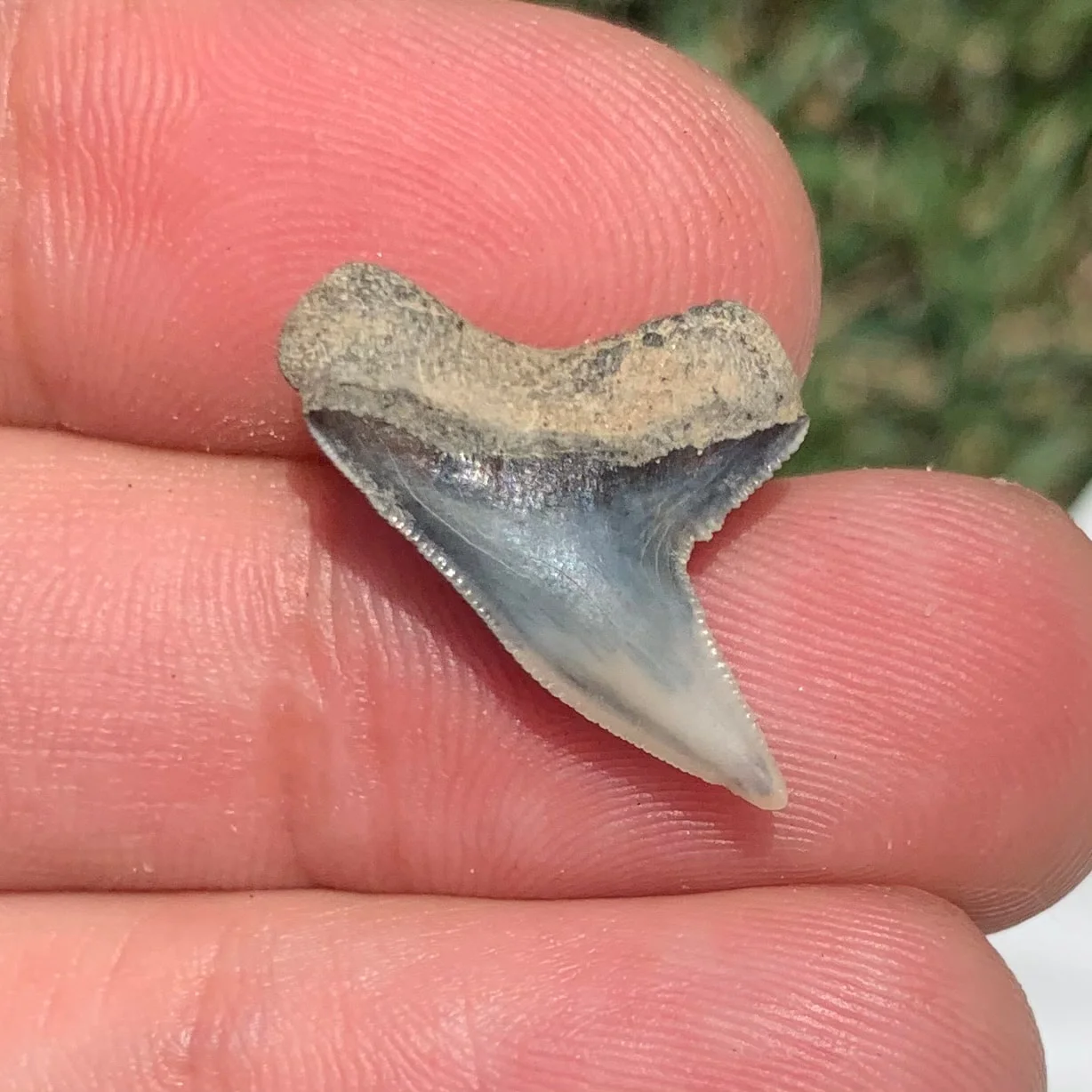 Physogaleus contortus - Virginia