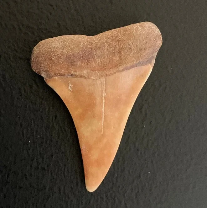 1.6" Carcharodon hastalis Shark Tooth