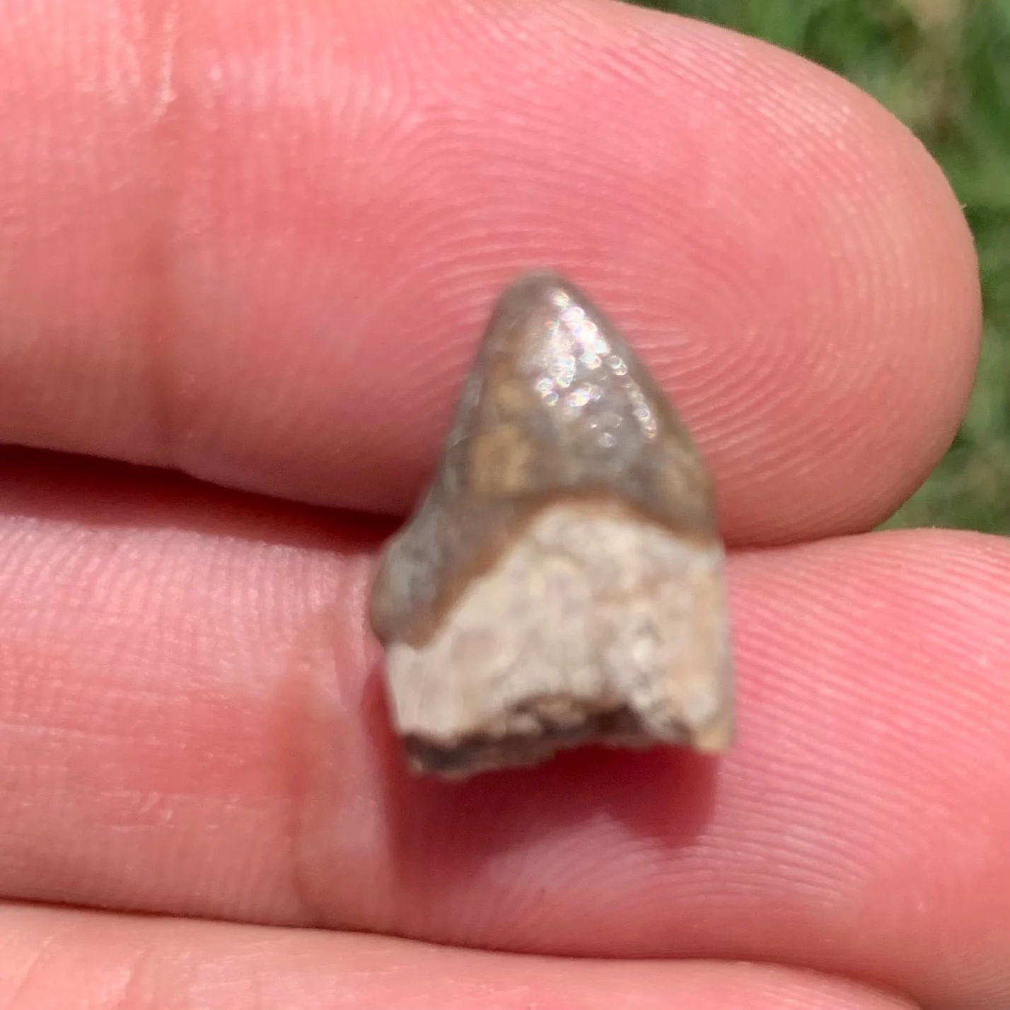 Fossil Rhino Incisor, SubHyracodon, Nebraska
