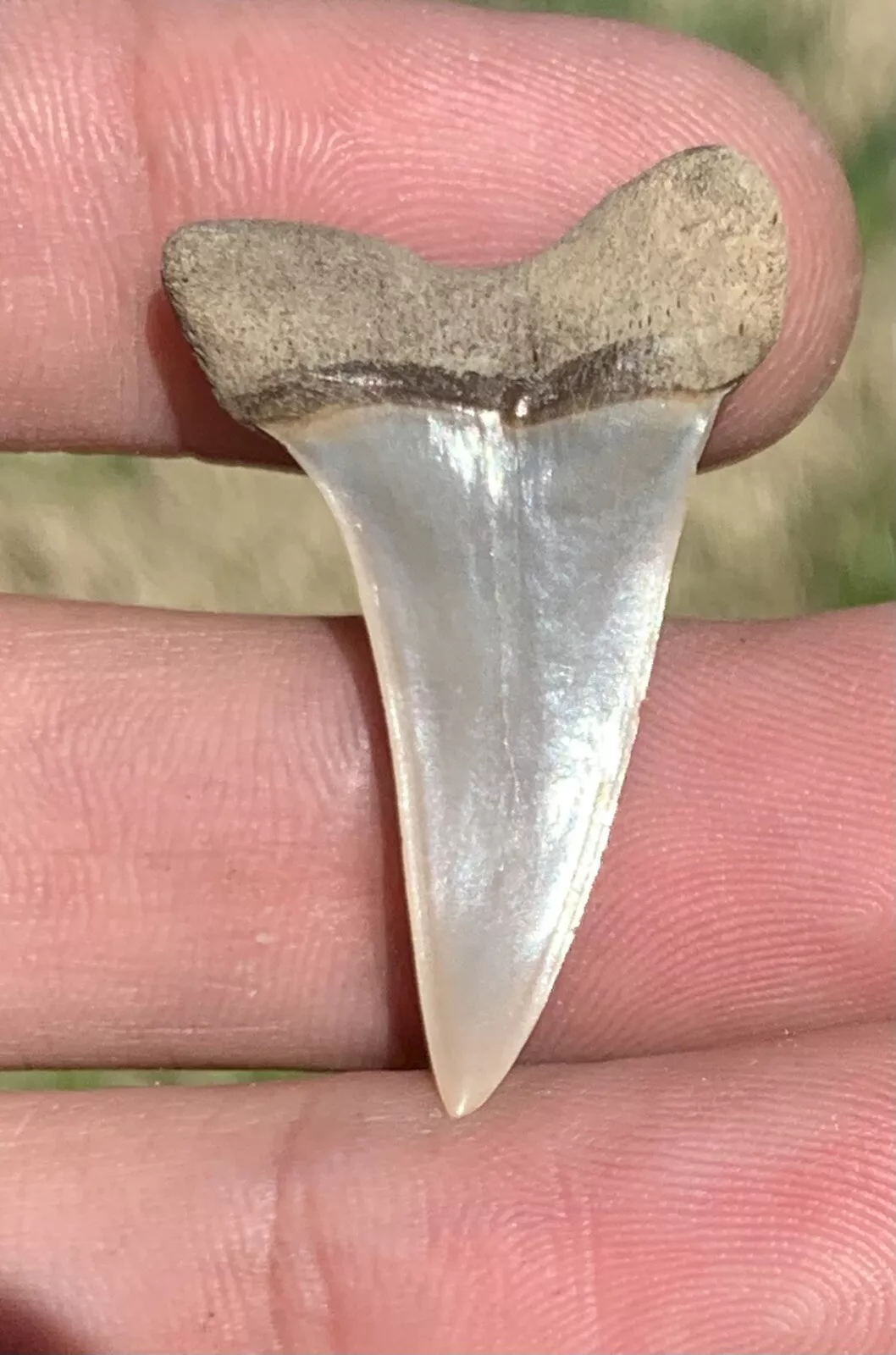 1.37” Carcharodon hastalis - Lee Creek Mine