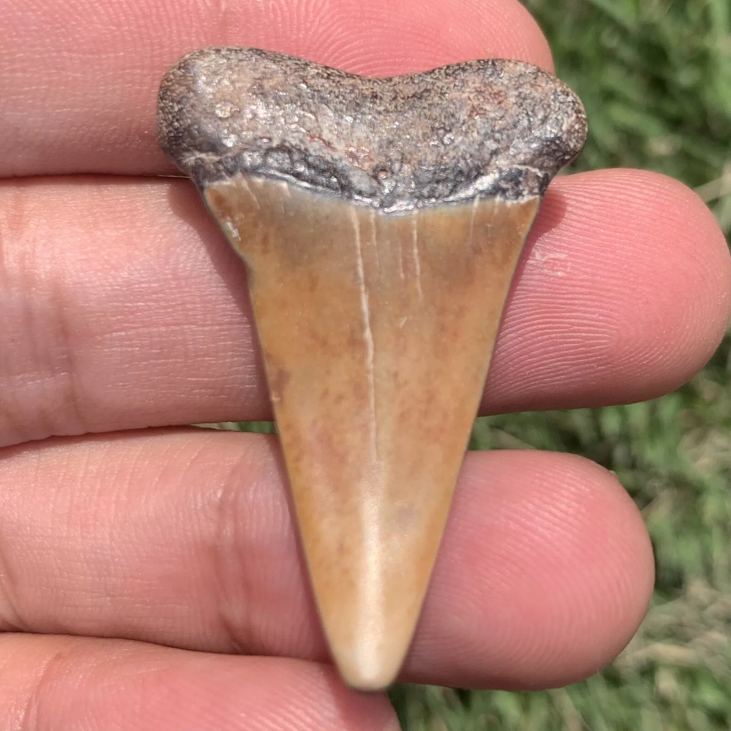 1.63” Carcharodon hastalis - Virginia