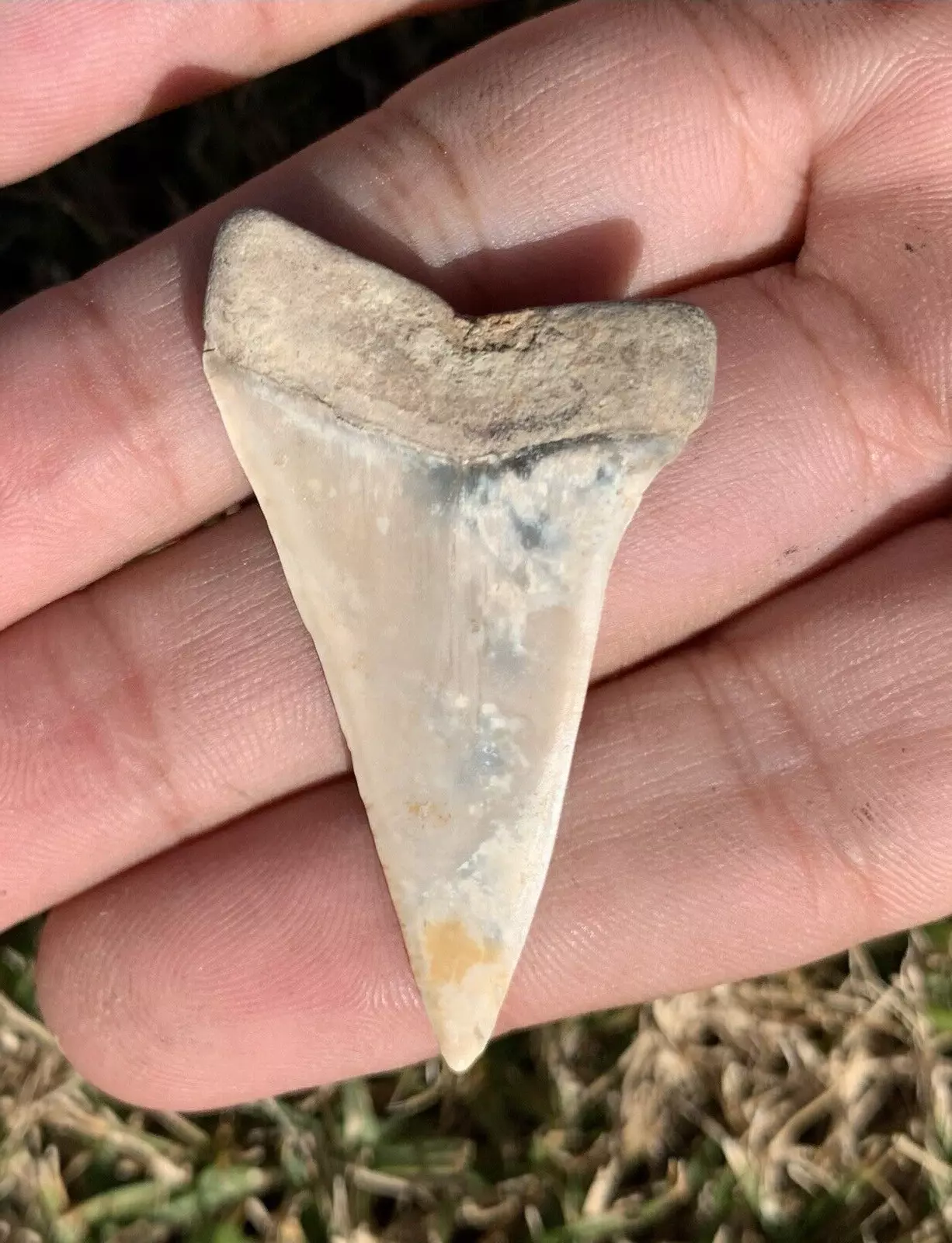 1.89” Carcharodon hastalis - Virginia