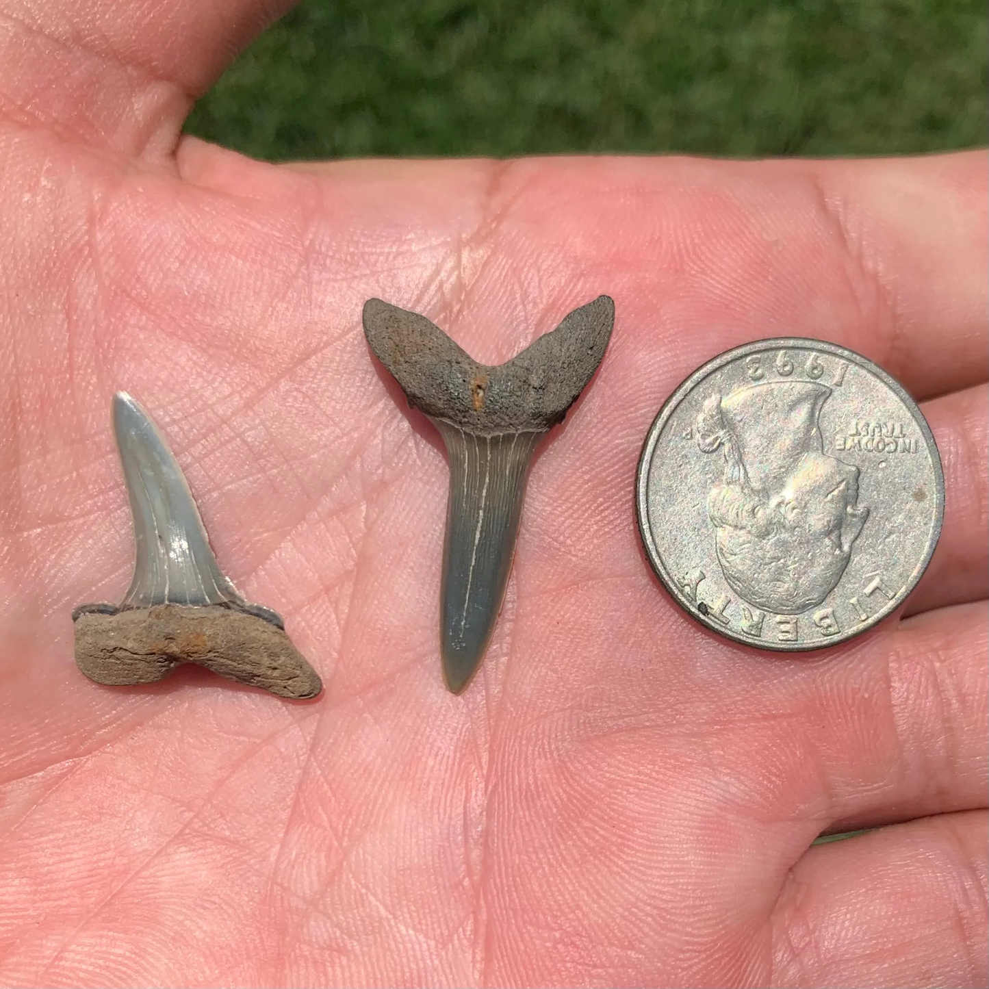 Striatolamia striata - Maryland