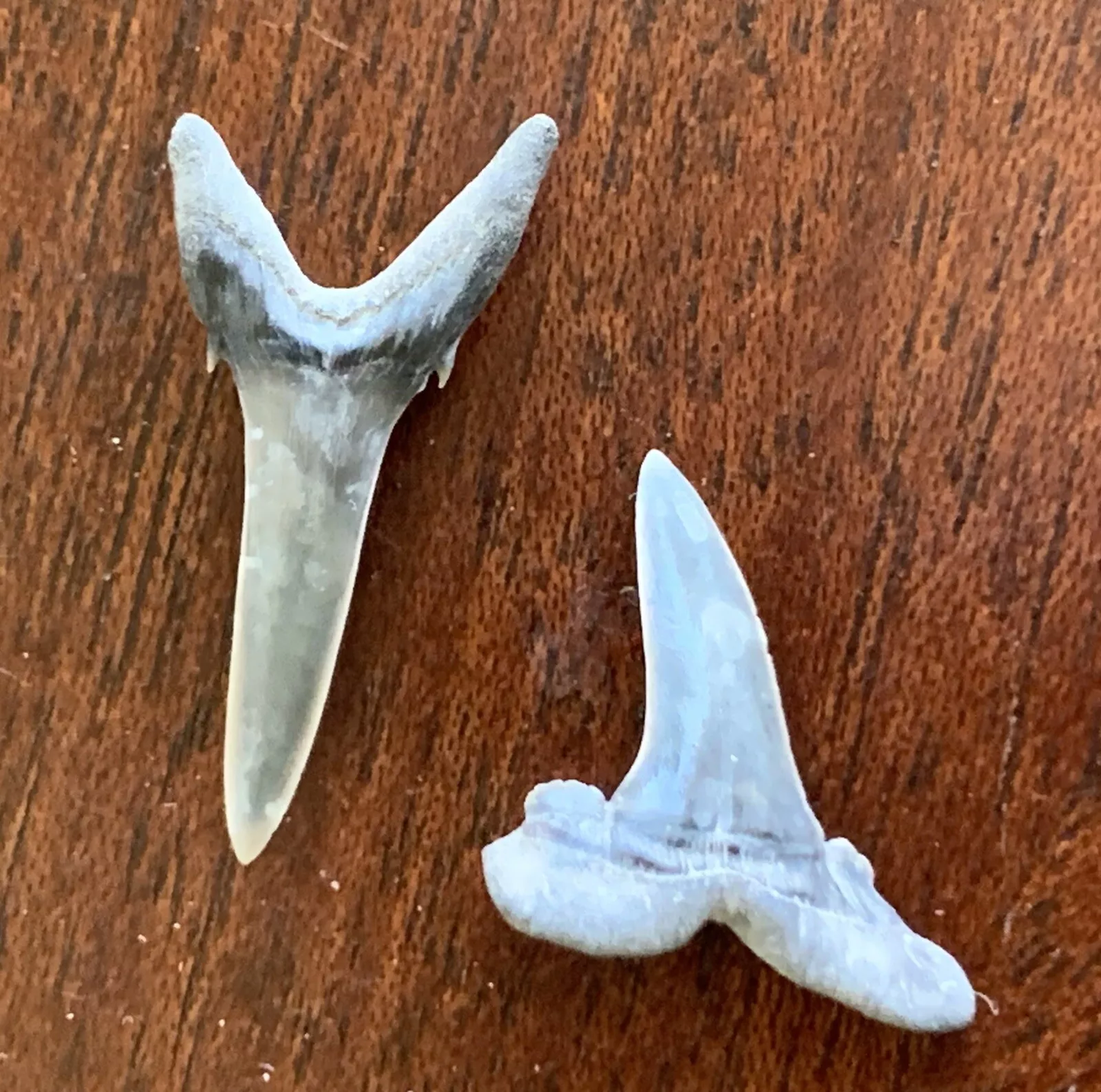 Striatolamia macrota - Muddy Creek