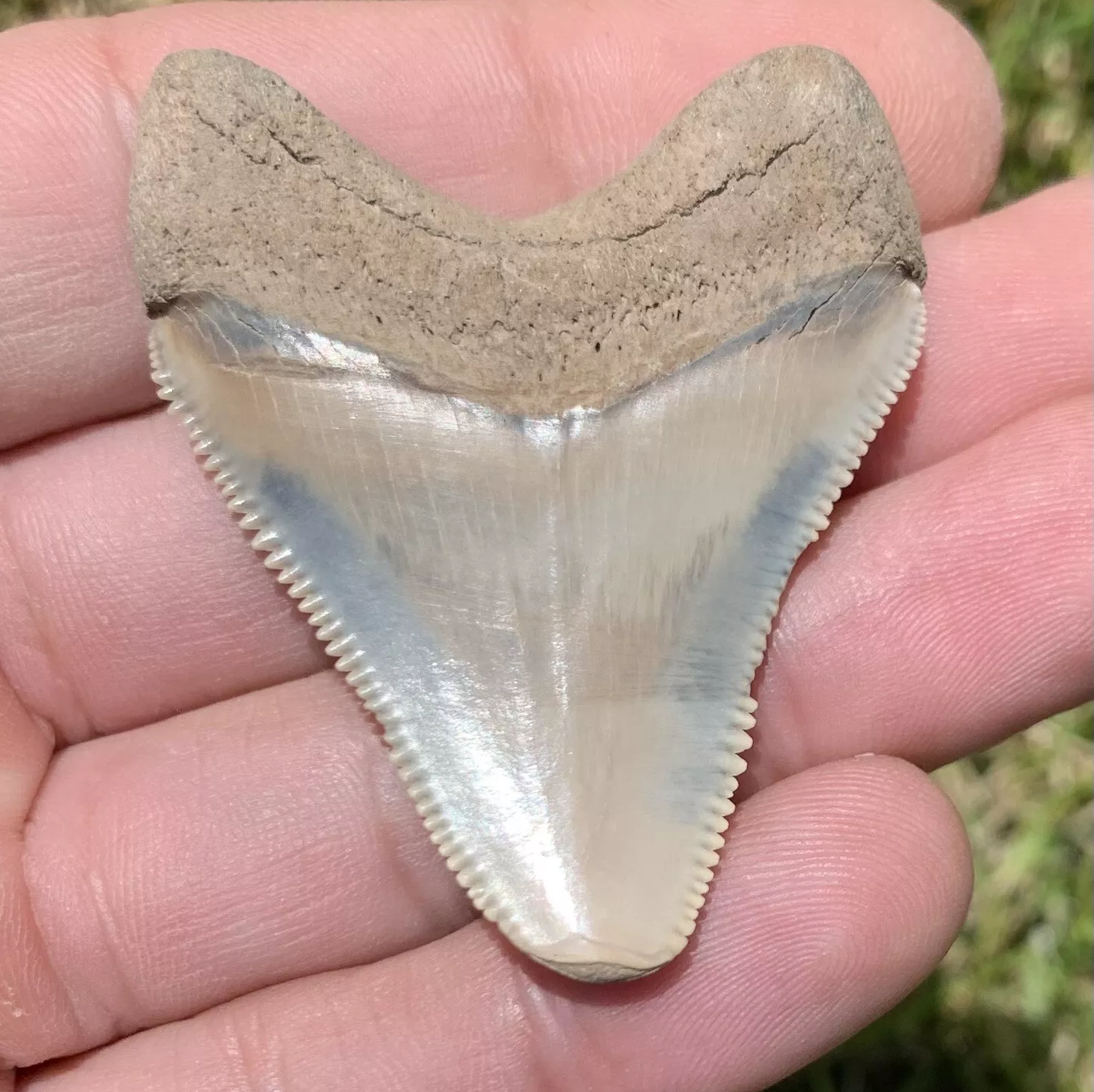 2.03” Otodus Megalodon - Maryland