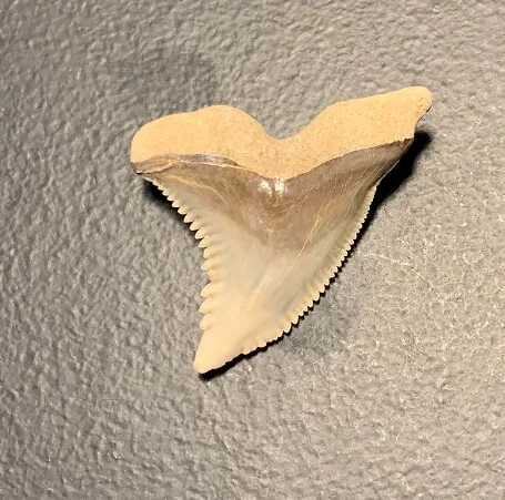 1.34" Hemipristis serra Upper jaw Shark Tooth