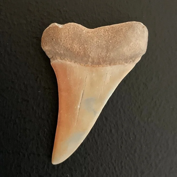 1.82" Carcharodon Hastalis - Virginia