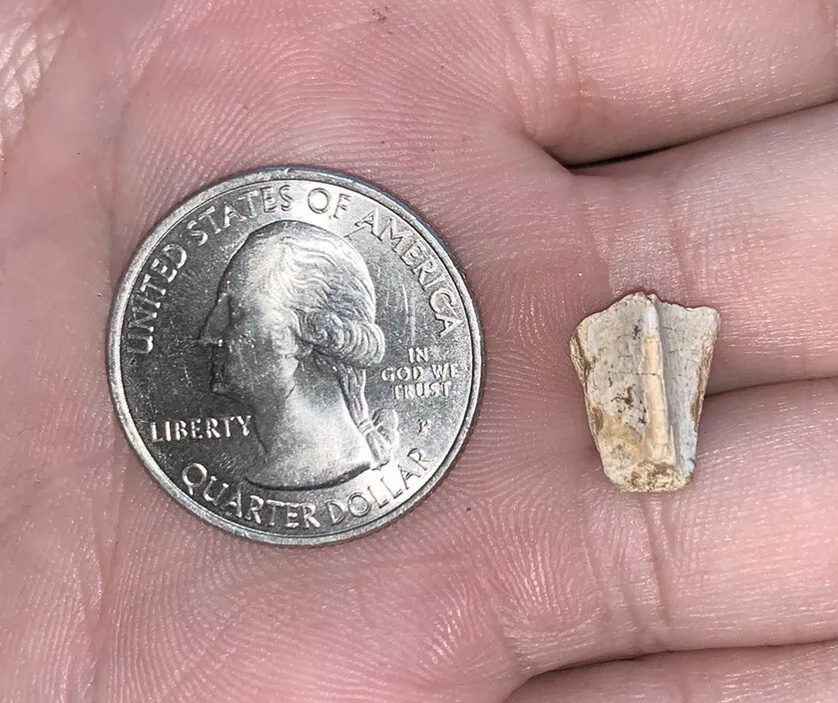 Edmontosaurus Dinosaur Tooth, Hell Creek Formation SD, Hadrosaur, Duck-billed