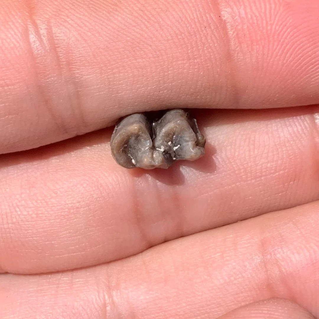 Fossil Horse Lower Jaw Tooth, Mesohippus
