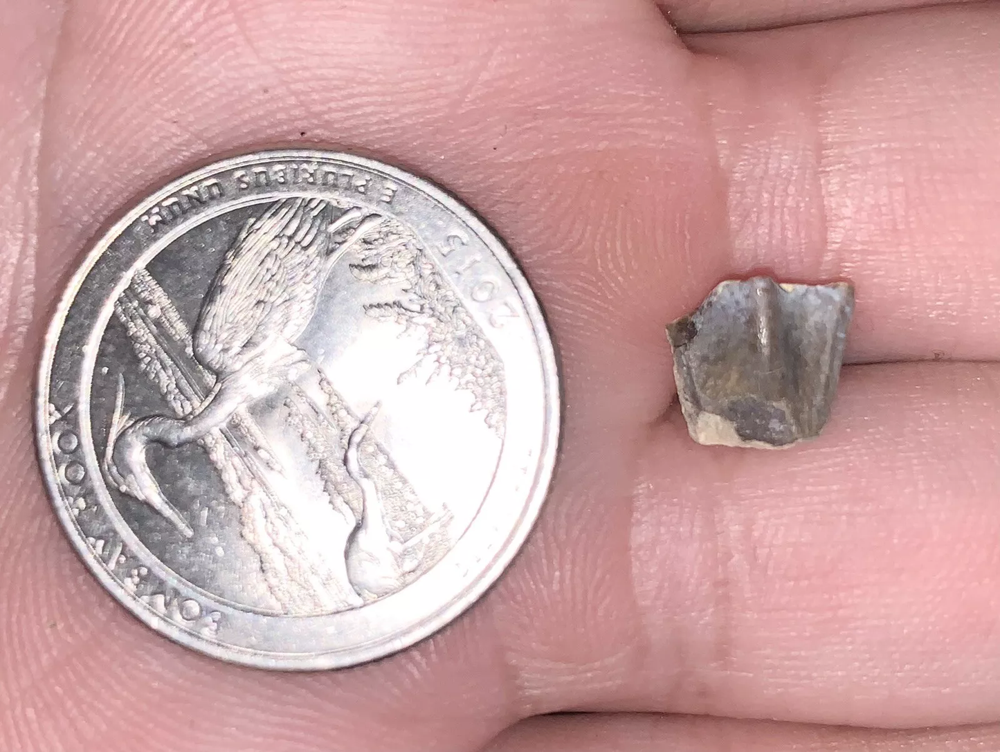 Edmontosaurus Dinosaur Tooth, Hell Creek Formation SD, Hadrosaur, Duck-billed