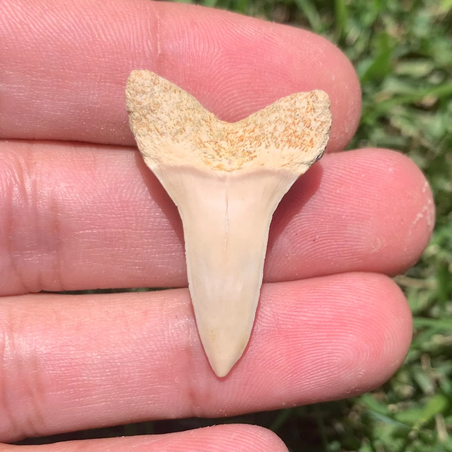 1.49" Carcharodon planus - Bakersfield -