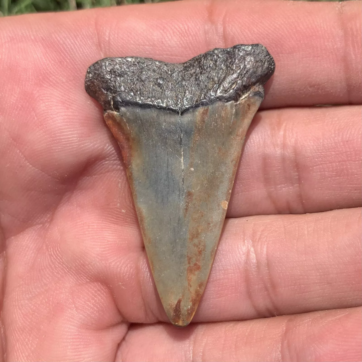 1.81” Carcharodon hastalis - Virginia