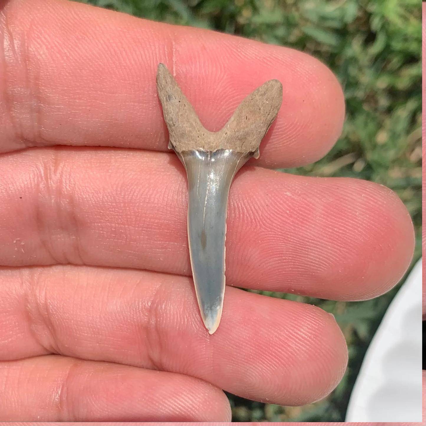 Striatolamia striata - Maryland