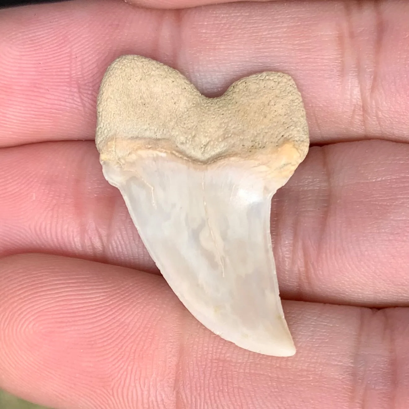 1.4" Carcharodon planus - Bakersfield