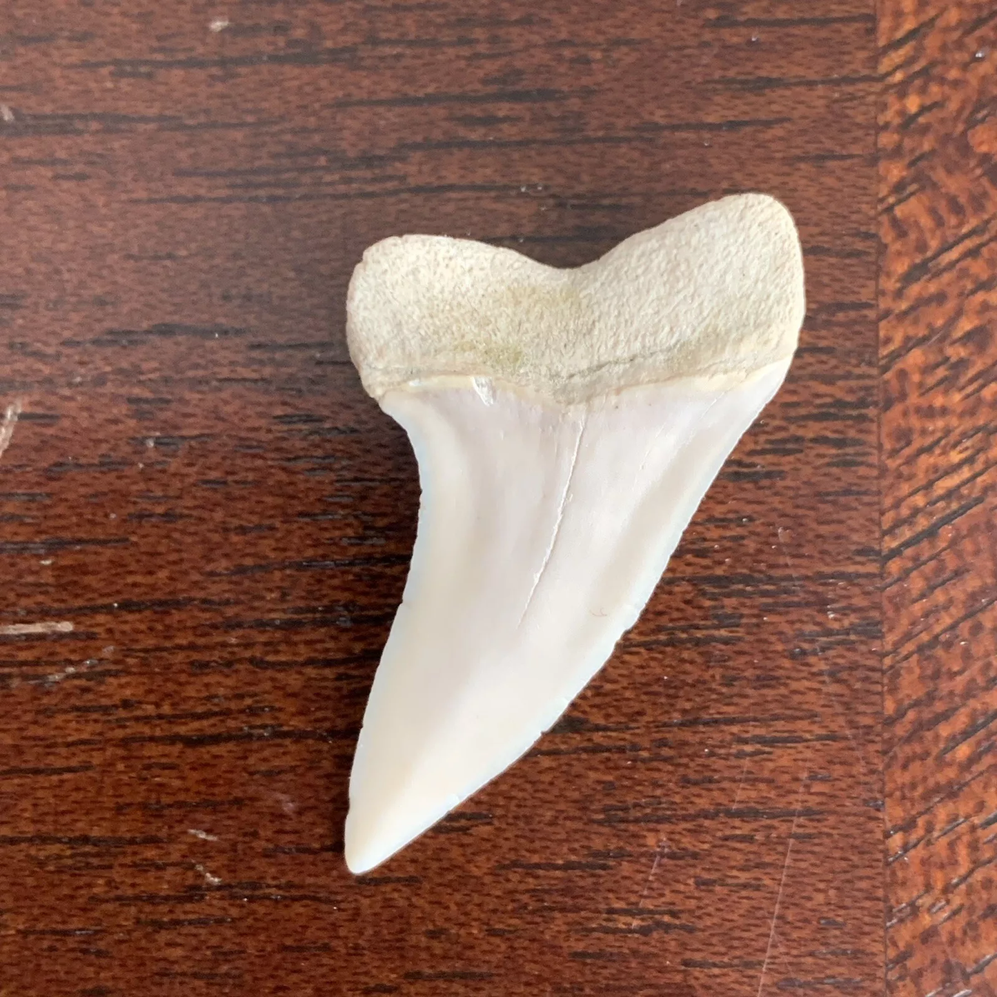 1.45" Carcharodon planus - Bakersfield California