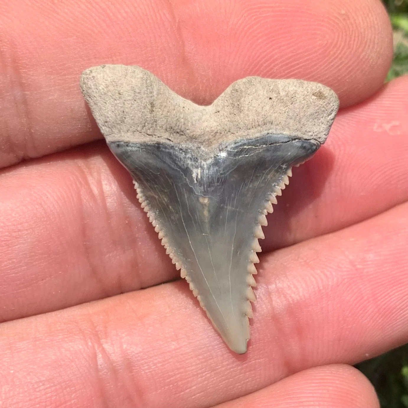 1.37” Hemipristis serra - Lee Creek Mine