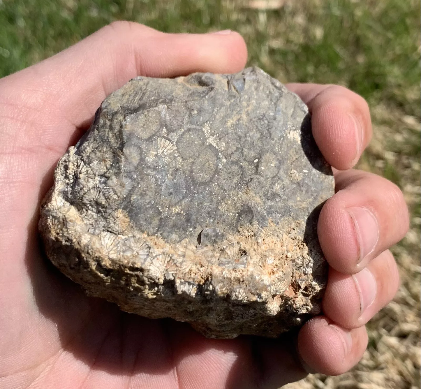 Polished Black Fossil Coral from Indonesia, Slab, Slice