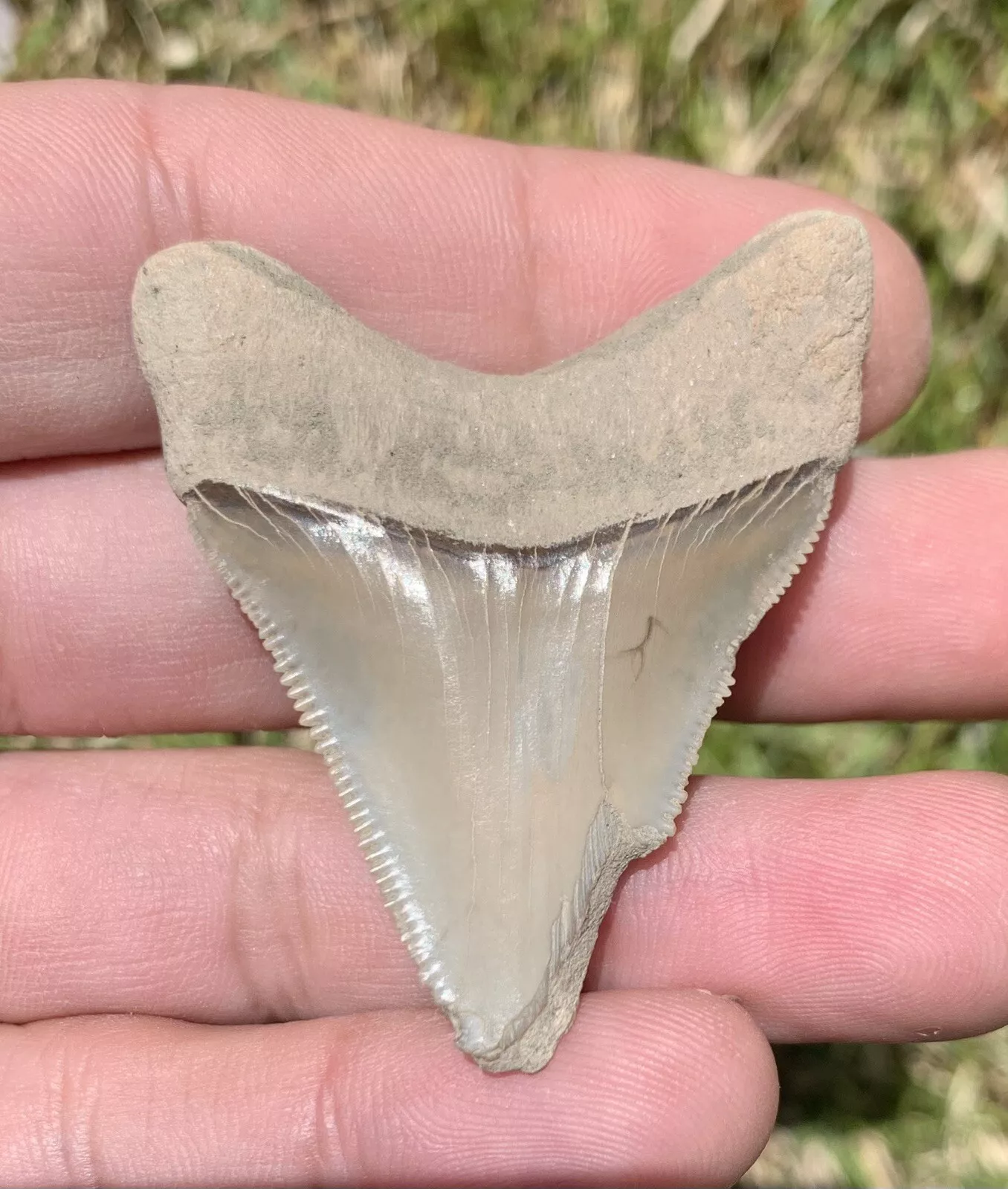 2” Otodus Megalodon - Virginia