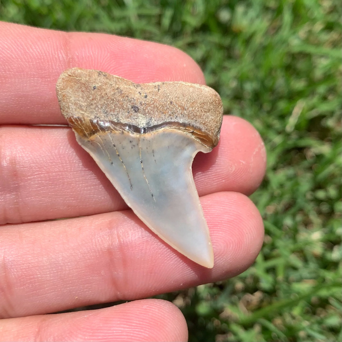 1.58" Carcharodon planus - Bakersfield